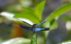 Rhyothemis resplendens