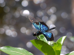Rhyothemis resplendens