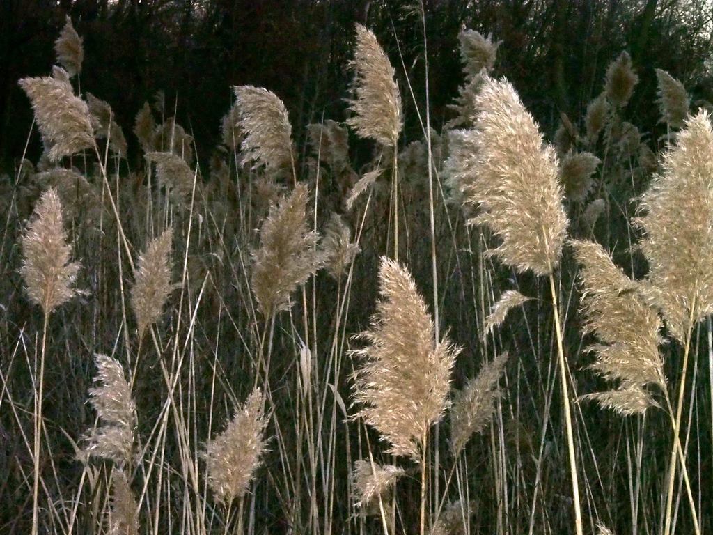 European reed (Phragmites australis australis) - Botanical Realm