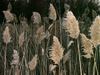 European Reed - Photo (c) Ken Potter, some rights reserved (CC BY-NC), uploaded by Ken Potter