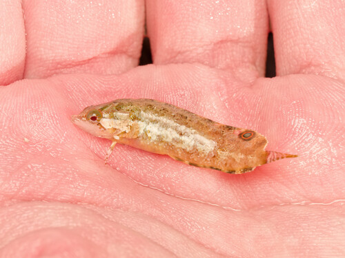 Paraclinus nigripinnis observed 2026-03-25