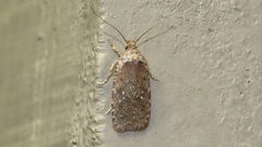 Agonopterix argillacea