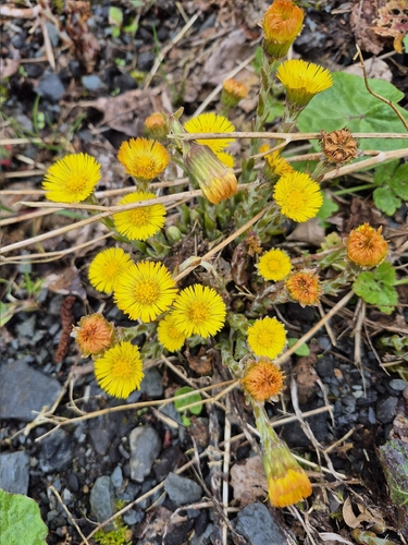 colt's-foot