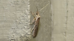 Agonopterix argillacea