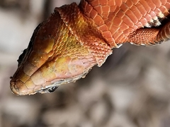 Phoenicolacerta laevis