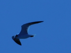 Leucophaeus atricilla