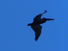 Pelecanus occidentalis