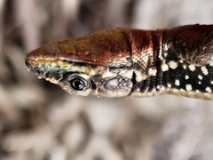 Phoenicolacerta laevis