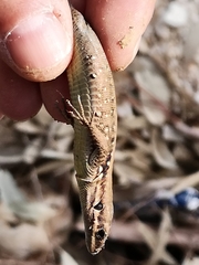 Phoenicolacerta laevis