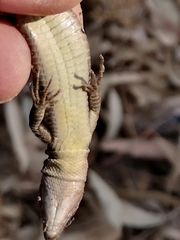 Phoenicolacerta laevis