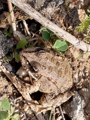 Pelophylax bedriagae