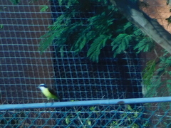 Pitangus sulphuratus