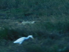 Ardea alba