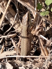 Phoenicolacerta laevis