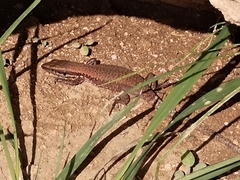 Phoenicolacerta laevis