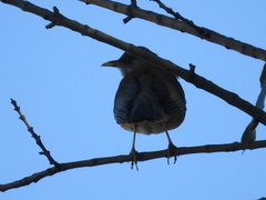 Turdus rufopalliatus