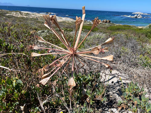 candelabra lily (Brunsvigia orientalis)