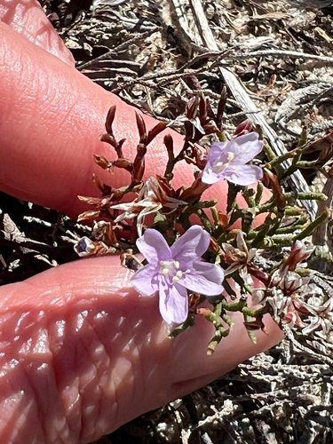Cape Sea-Lavender (Limonium scabrum)