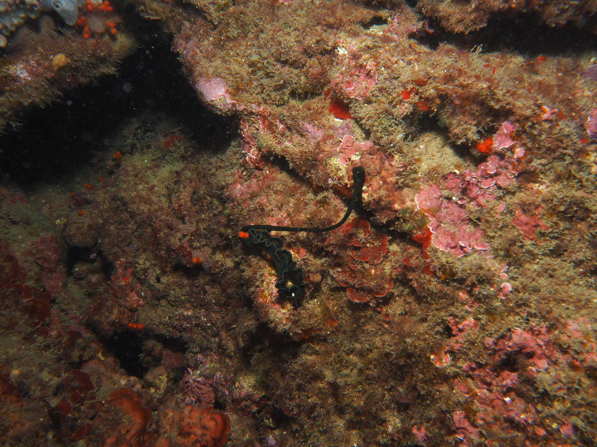 Bonellia viridis Rolando, 1822
