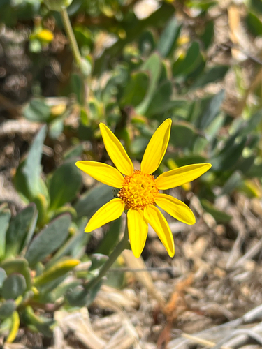 Sand Babooncabbage (Othonna coronopifolia)