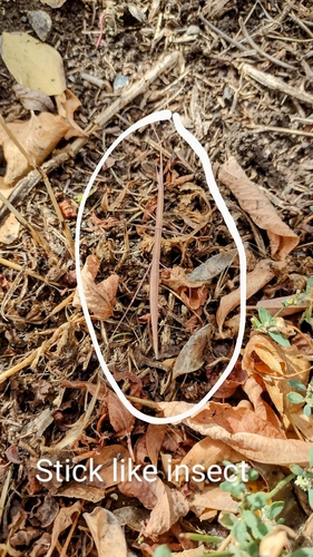 Colorado Short-horn Walkingstick