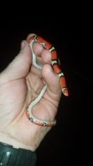 Cemophora coccinea copei