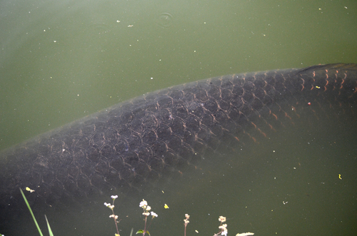 Arapaima (Arapaima gigas) — Arapaimidae — 5