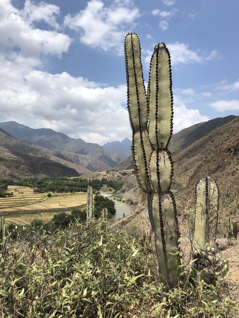 Neoraimondia Arequipensis - Big Bed of Straw - Rare Weird Cactus - 20 –  IDSeeds Farm