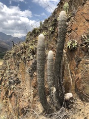 Espostoa