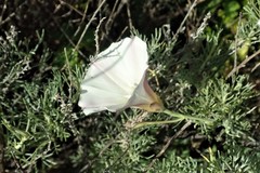 Calystegia occidentalis