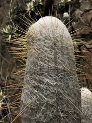 Espostoa