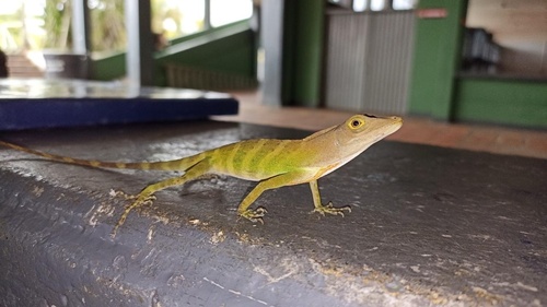 Purple Anole