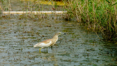 iNaturalist: (c) Simon Plat, some rights reserved (CC BY-NC), uploaded by Simon Plat iNaturalist image