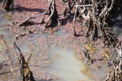 Azolla caroliniana