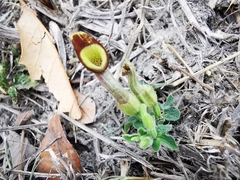 Aristolochia pentandra