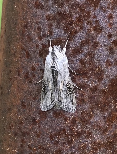 Cucullia antipoda photo 4
