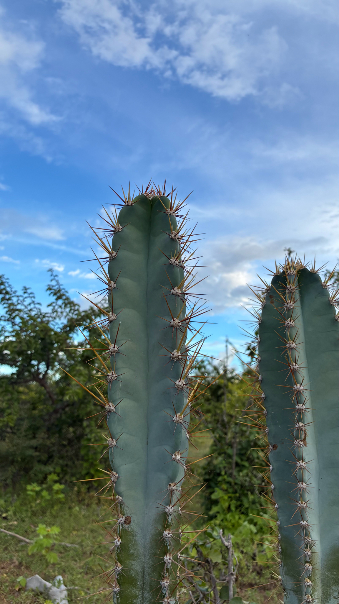 Cereus jamacaru