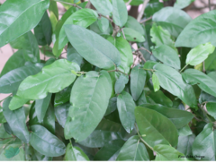 Piper tuberculatum