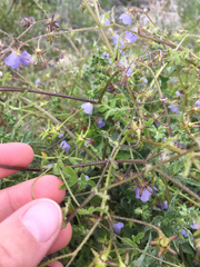 Pholistoma auritum arizonicum