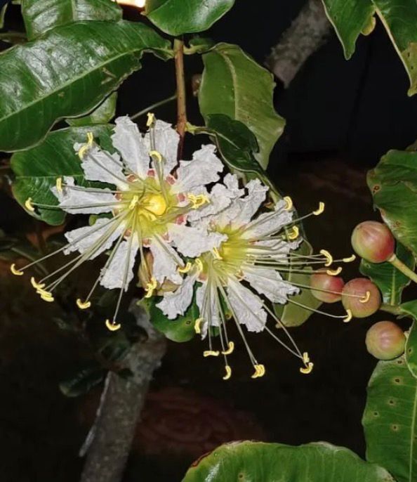 Lafoensia glyptocarpa