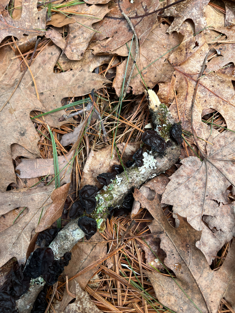 Exidia crenata · March 2026 · photo: © danjwilder (iNaturalist, cc0)