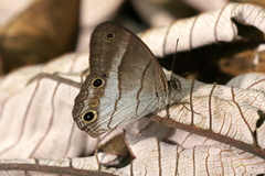 Euptychoides