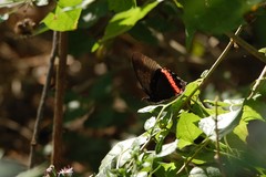 Biblis