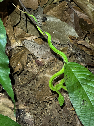 Trimeresurus hageni, 2026-03-20