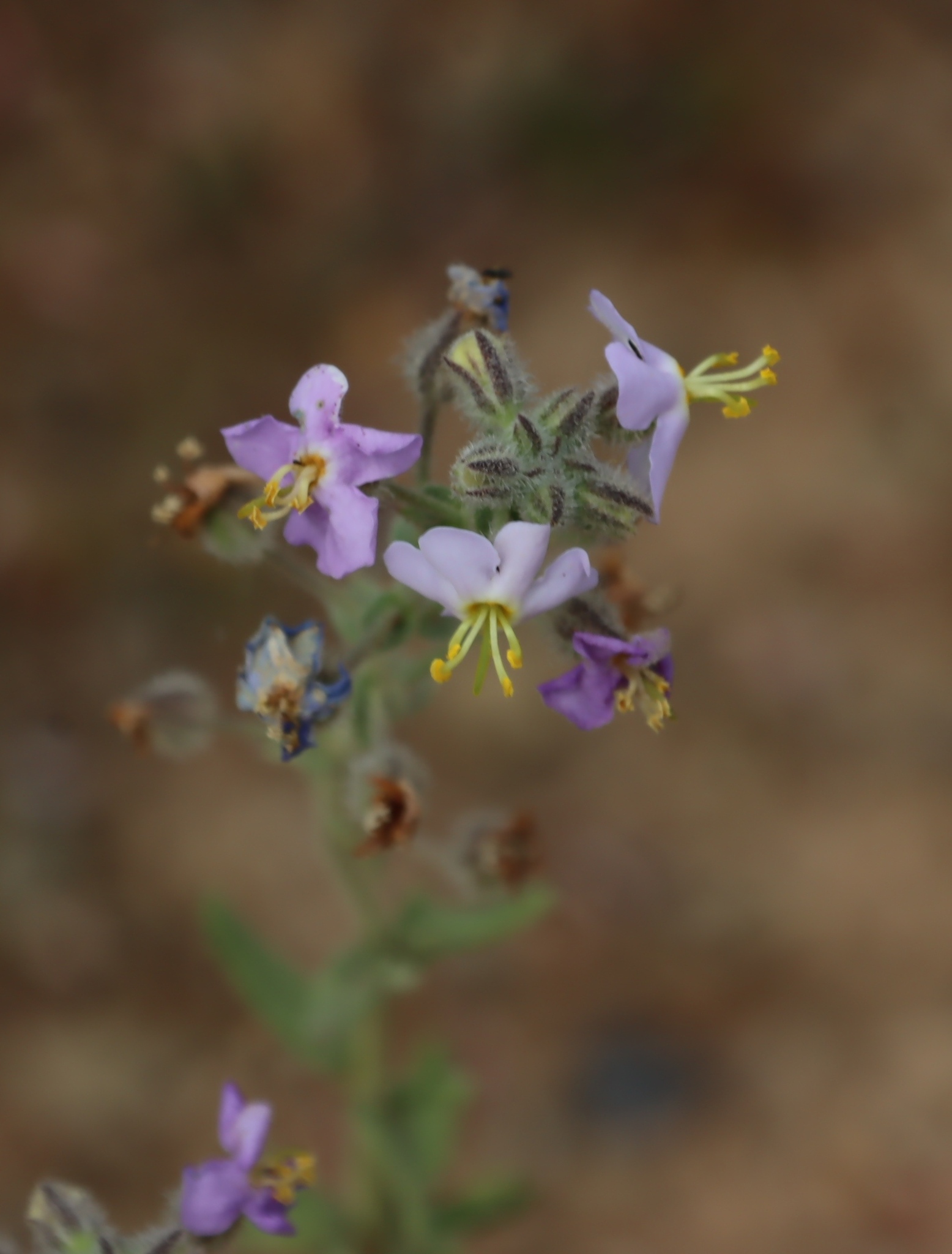 Blue Skunkbush (Chaenostoma caeruleum)