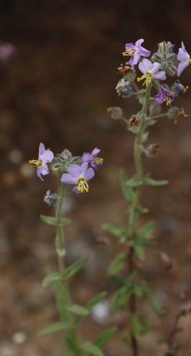 Chaenostoma caeruleum, photograph 6