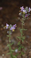 Chaenostoma caeruleum, photograph (c) Tony Rebelo, some rights reserved (CC BY-SA)