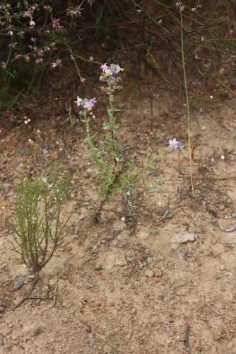 Chaenostoma caeruleum, photograph 4