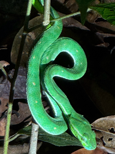 Trimeresurus hageni, 2026-03-20