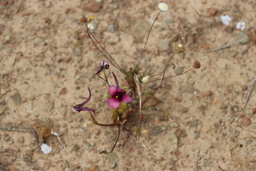Bokkeveld Twinspur (Diascia whiteheadii)